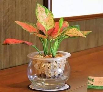 想找江北超棒的植物租赁？看这里就对了！